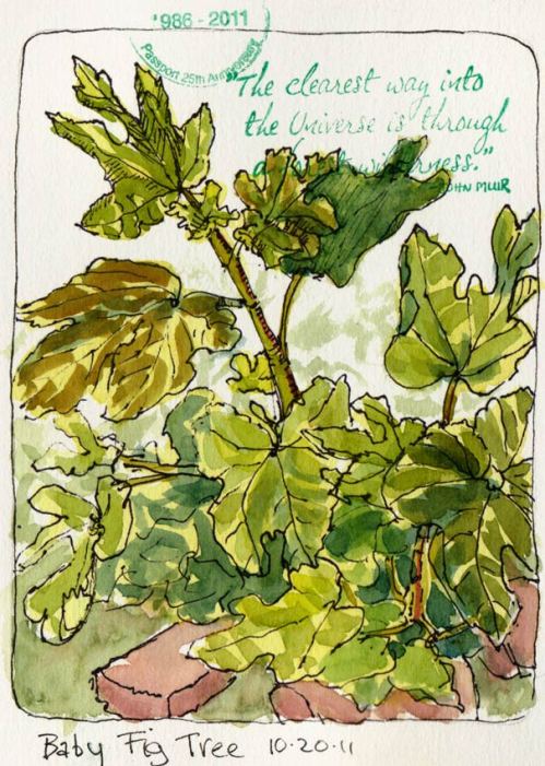 Baby Fig Tree Growing Bigger, ink & watercolor & rubber stamp, 7x5"
