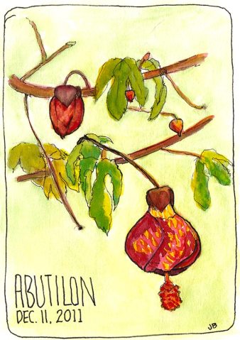 Abutilon Blooming in December, ink & watercolor, 7x5"