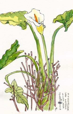 Lilly Amid the Pruned Hydrangeas, ink & watercolor, 7x5"