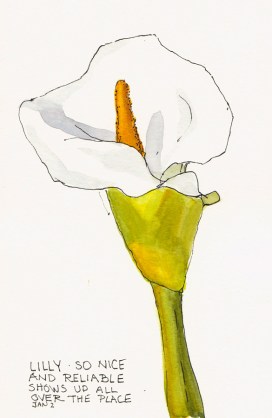 The Reliable Lilly, ink & watercolor, 7x5"