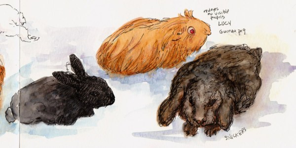 Bunnies & Guinea Pig, right side of spread