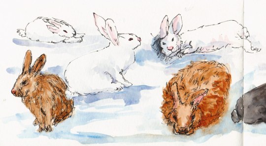 More bunnies (left side of spread), ink & watercolor, 5x8"