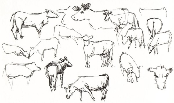 Bull Valley Cow Scribbles, ink 5x8"