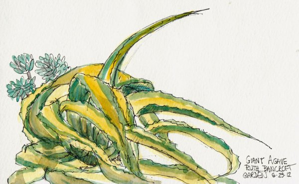 Giant Agave, ink & watercolor, 5x8"