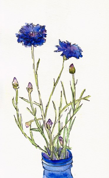 Bachelors Buttons (I think), ink & watercolor, 8x5"