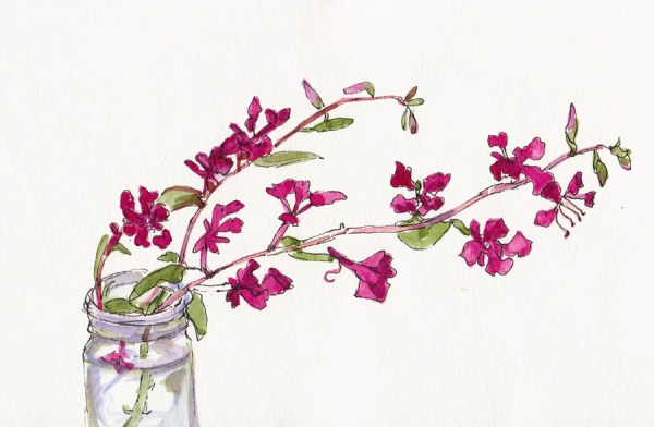 Pink Wildflowers, ink and watercolor, 5x8"