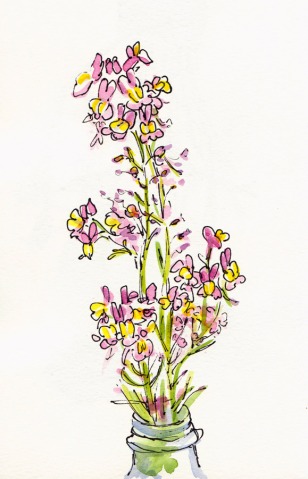 Pink & Yellow Wildflowers, ink and watercolor, 5x8"