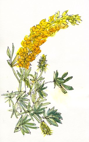 Big yellow wildflowers on stalks, ink & watercolor, 8x5"