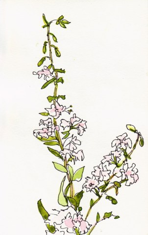 Gentle white blossomed wildflowers, ink & watercolor, 8x5"