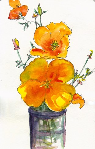 California Poppies, first attempt,  ink & watercolor 8x5" 