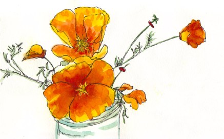 California Golden Poppies, ink & watercolor, 5x8"