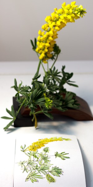 Yellow spikey flower with photo Yellow spikey flower with photo