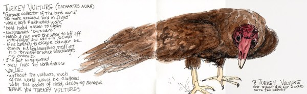 Turkey Vulture: It's Value, ink & watercolor 5x16" Turkey Vulture: It's Value, ink & watercolor 5x16"