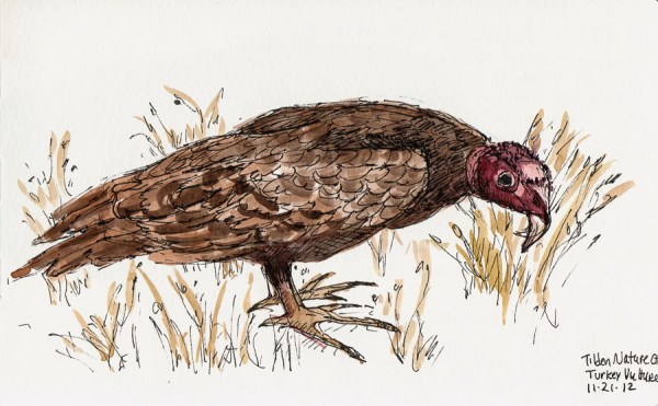 Turkey Vulture drawn from taxidermy specimen, ink & watercolor, 5x8" Turkey Vulture drawn from taxidermy specimen, ink & watercolor, 5x8"
