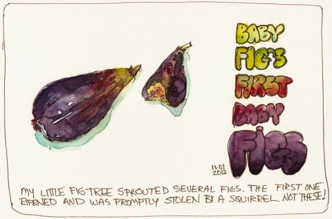 Baby Fig's First Fruit, ink & watercolor, 5x8"; a watercolor sketch of a figs