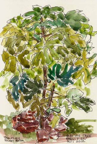 Fig Tree: Tall as My Pocket, Ink & watercolor, 8x5", drawing of fig tree