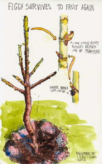 Ink and watercolor illustration of bare fig tree