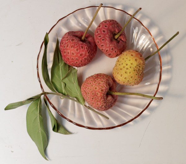 Stinky Strawberry Fruit from Tree, photo