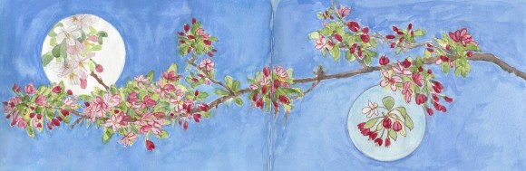 Flowering Crab Apple Branch, 2-page spread, ink, watercolor & gouache, 8x22"