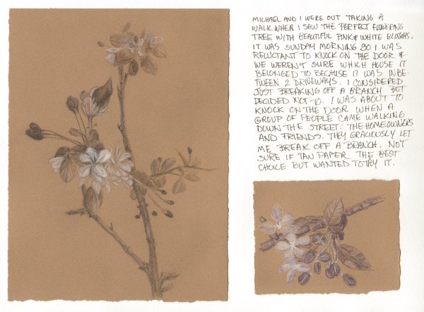 Crab Apple Blossoms with colored pencil sketch on tan paper