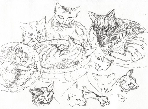 Warm up cat sketches to study them, ink, 8x11"