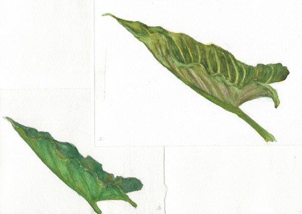 Lily sketch #3-4, watercolor, 8x10"