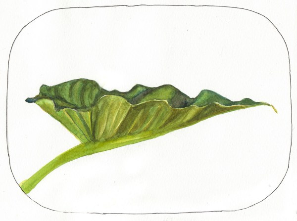 Lily sketch #5, ink & watercolor, 8x10"