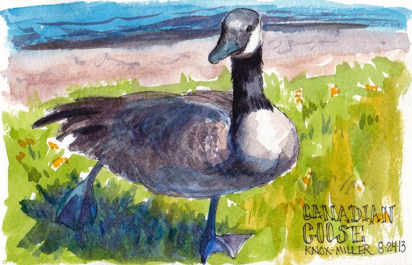 Canadian Goose, Knox Miller Park, ink and watercolor, 5x7 in