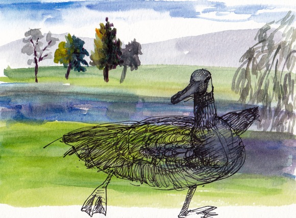Knox Miller Goose, ink and watercolor 5x7 in
