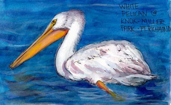 White Pelican, Knox Miller Park, ink, watercolor and gouache, 5x7 in