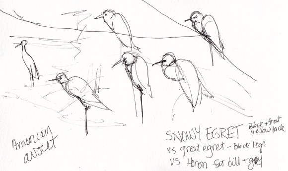 Birdwatching at Albany Bulb, ink, 5x7 in