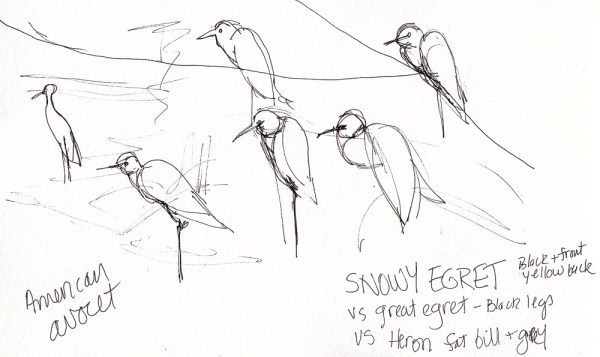 Birdwatching at Albany Bulb, ink, 5x7 in