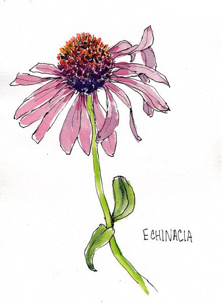 Christina's Garden-Echinacea, ink and watercolor, 5x7 in