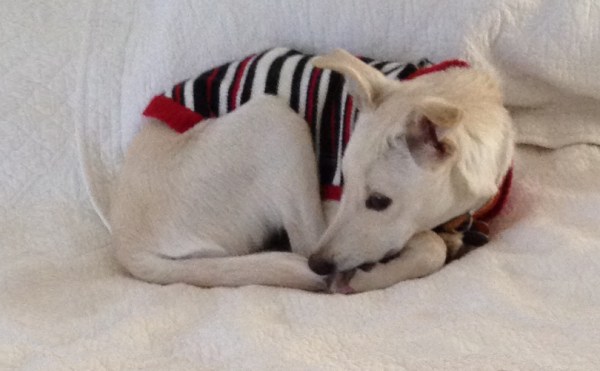 Millie in a winter sweater