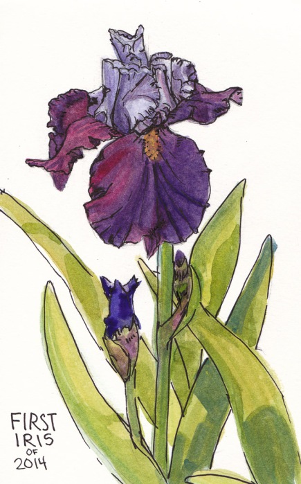 Iris, ink & watercolor, 8x5 in