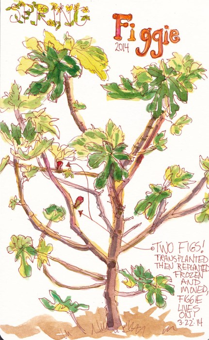 Figgie 2014, ink and watercolor, 8x5.5 in