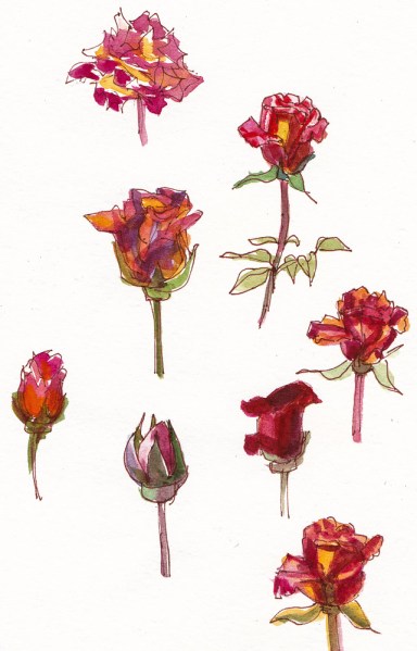 Little Rose Studies, ink and watercolor, 7.5x5.5 in