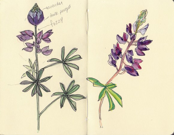 Wildcat Canyon Wildflowers, ink, colored pencil, gouache in pocket Moleskine
