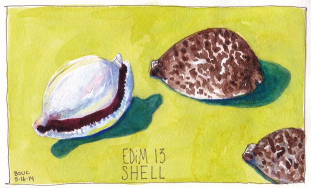 EDiM 13 Shells. Ink and watercolor, 5x7 in
