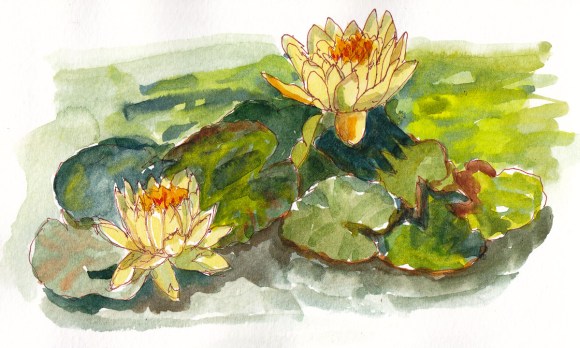 Water Lilies at Bancroft Gardens, sepia ink and watercolor, 5x8 in