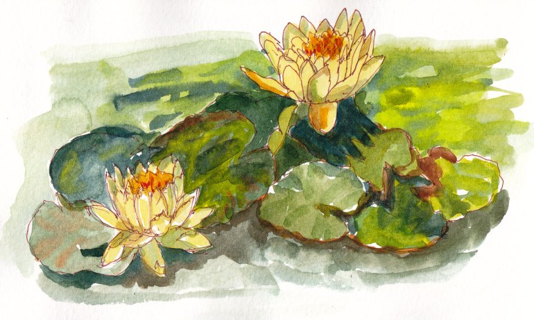 Water Lilies at Bancroft Gardens, sepia ink and watercolor, 5x8 in
