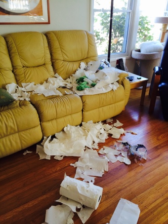 Living Room with 2 Rolls of Shredded Paper Towels