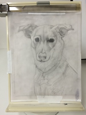Millie-Reference Drawing, pencil on tracing paper
