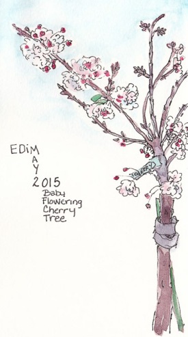 EDiM 2: Tree (Baby Cherry Tree), ink and watercolor, 4.5x8 in