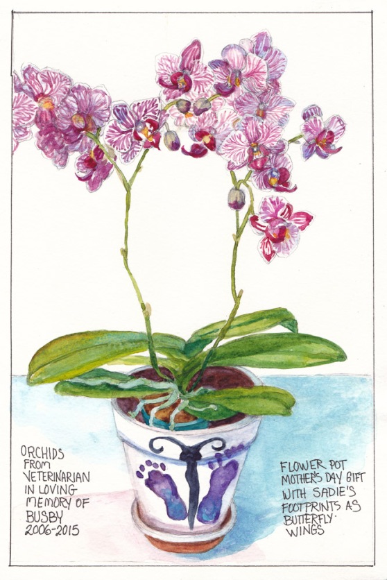 Orchid for Busby in Sadie Footprint Pot, graphite and watercolor, 11x7 in