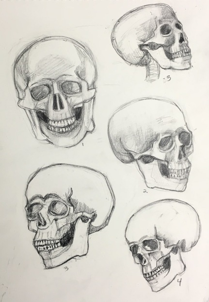 Skull drawing practice