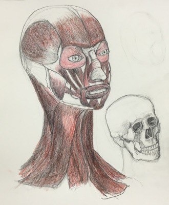 My drawing of the muscles of the head