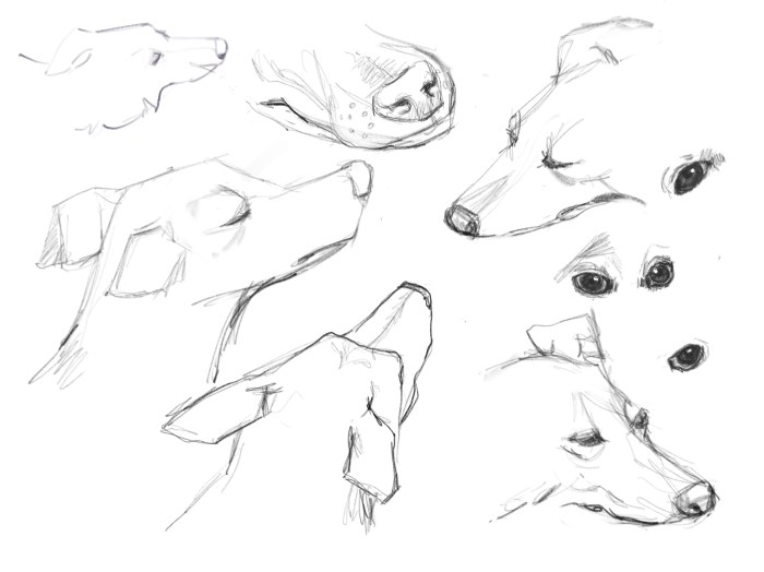 Millie at Rest, Sketched in Procreate on the iPad