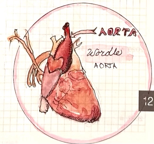 Aorta Illustration